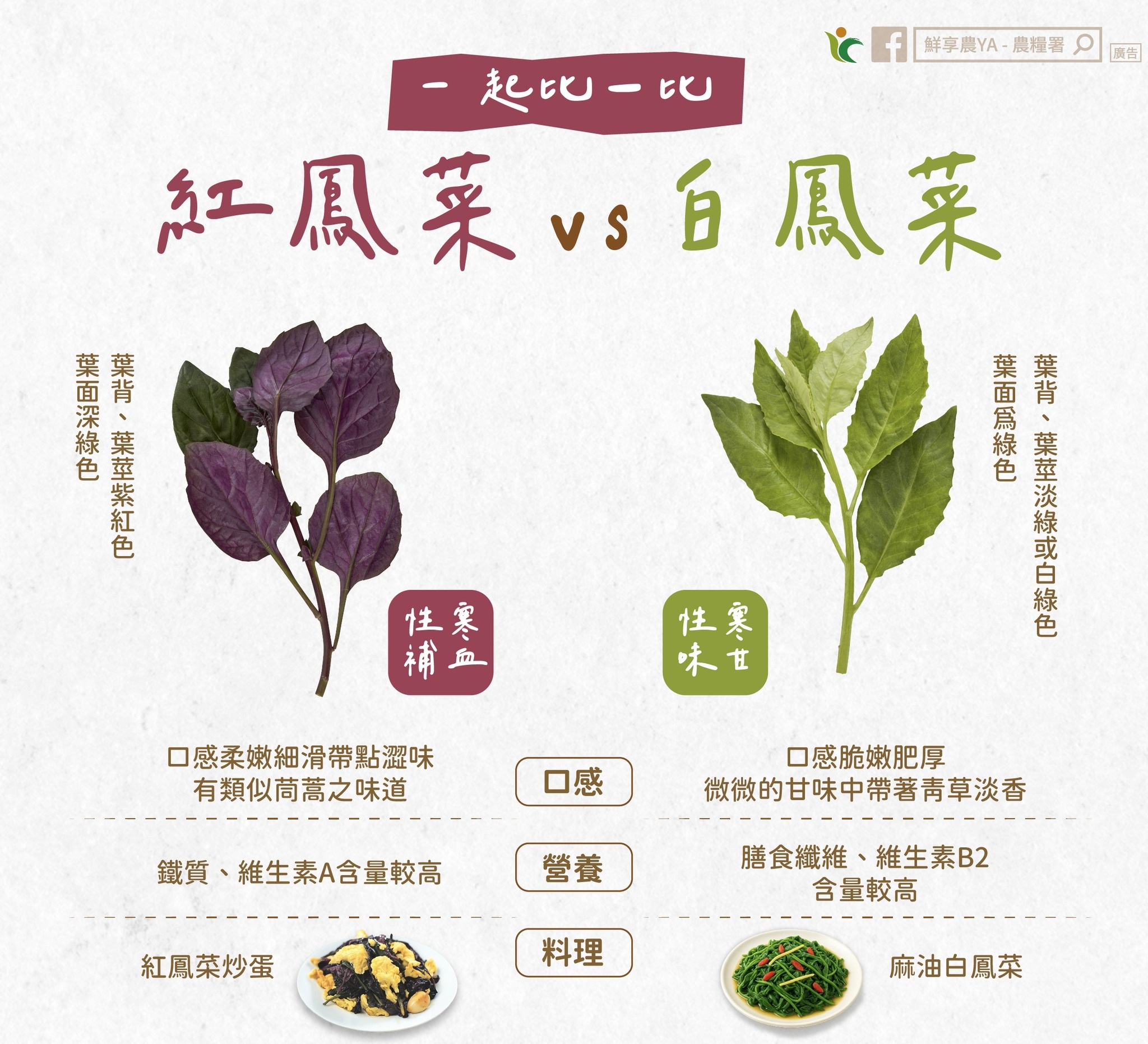你愛哪一味～紅鳳菜、白鳳菜 比一比