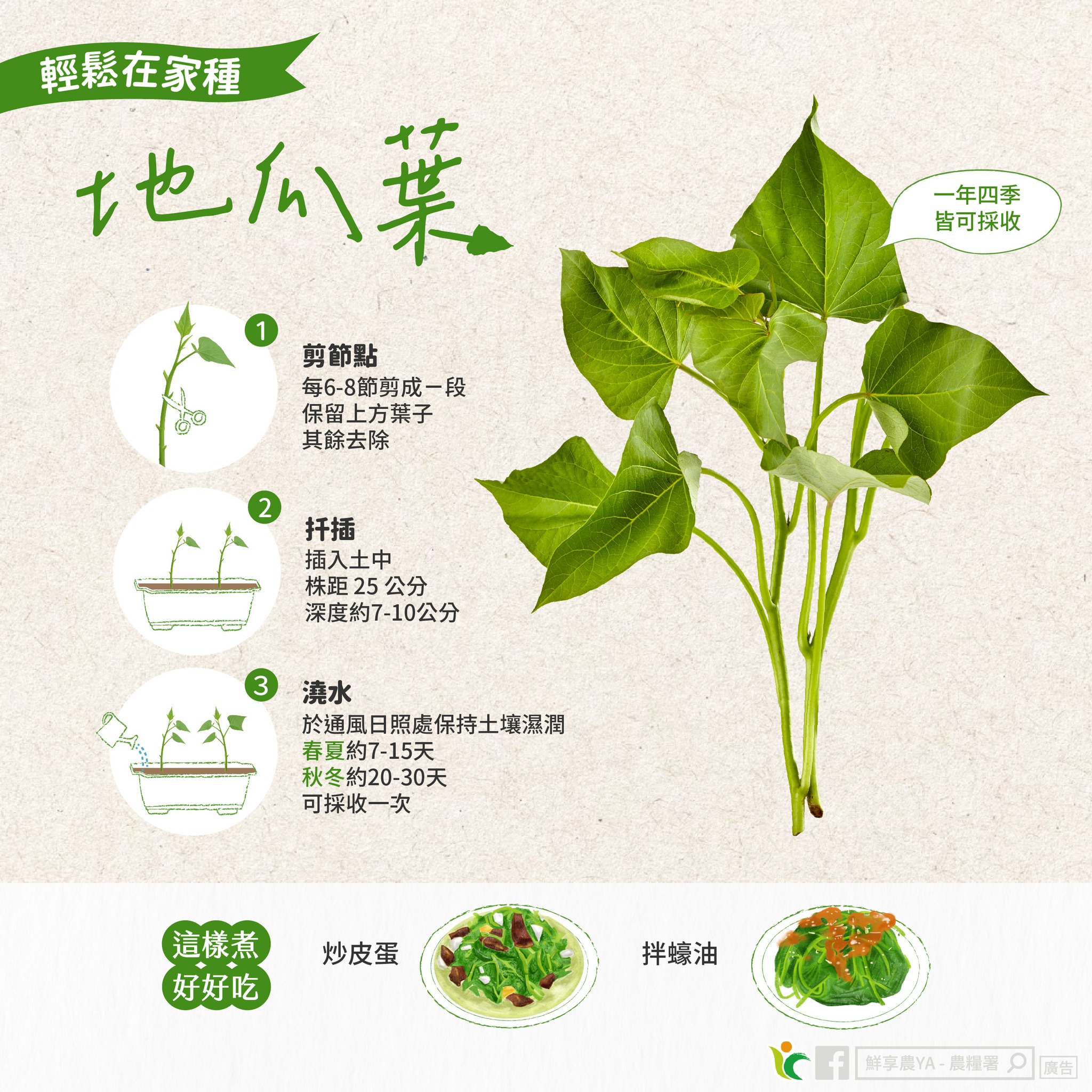 一年四季都能採，在家就能輕鬆種「地瓜葉」