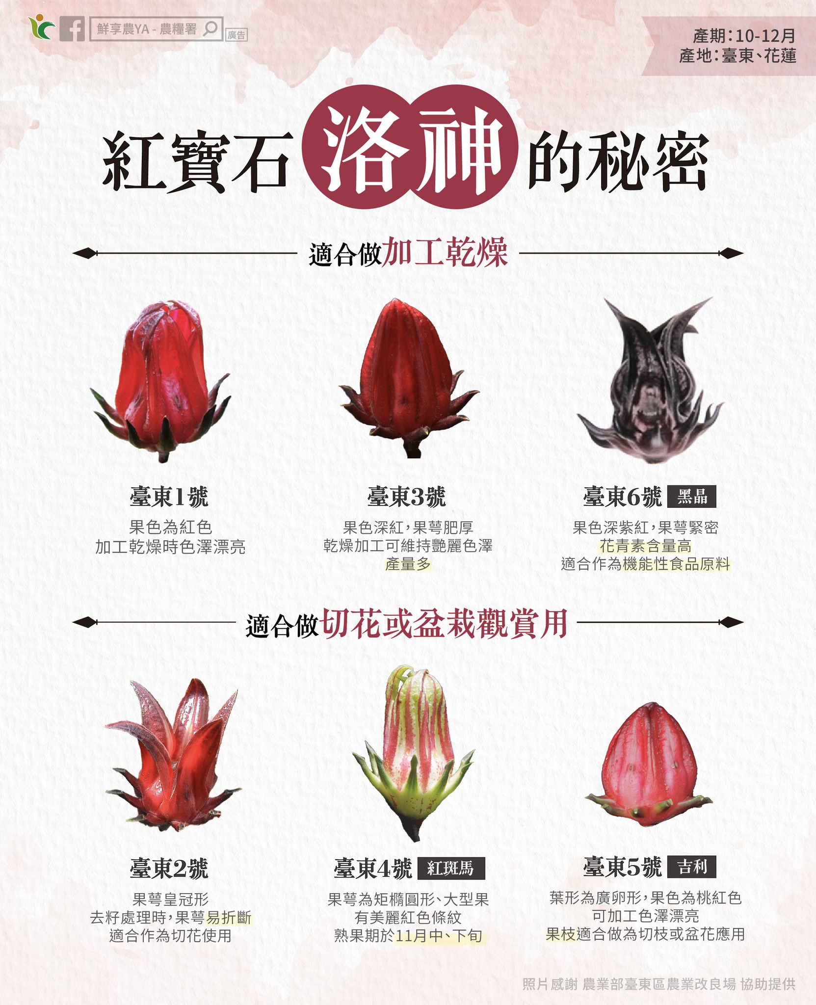 「紅寶石」的祕密大公開