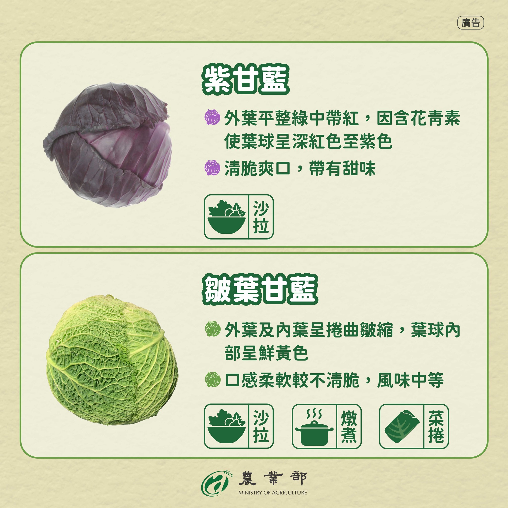 你知道「甘藍」是怎麼成為國民蔬菜的嗎？3