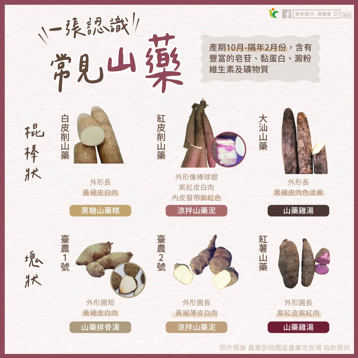 一張圖帶你認識「常見山藥」