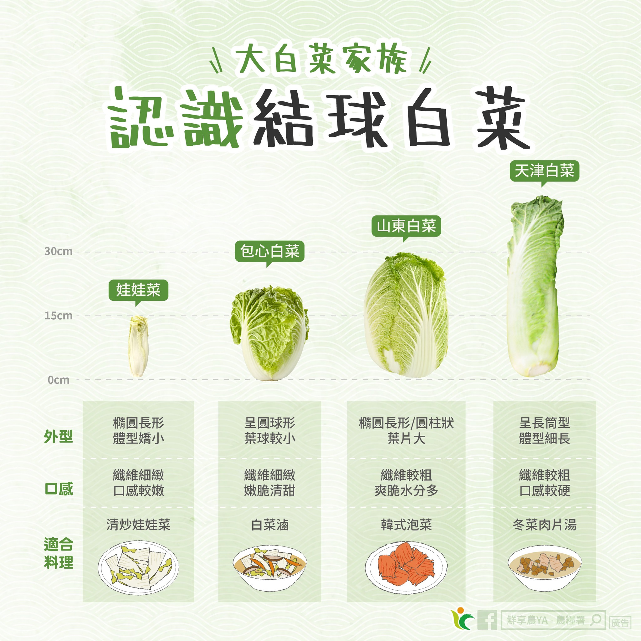 一起來認識結球白菜家族