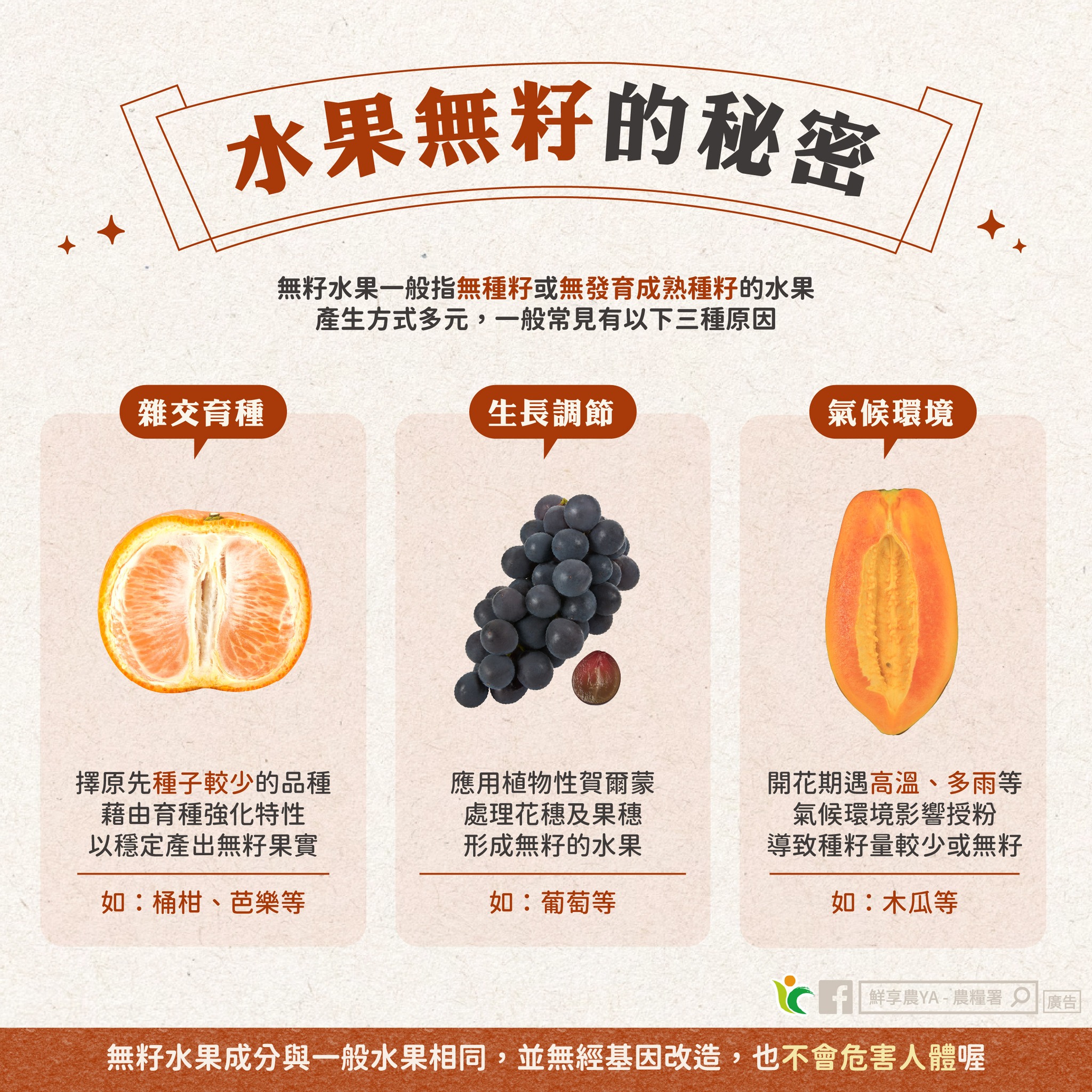 「無籽水果」怎麼來,帶你一窺其中的秘密