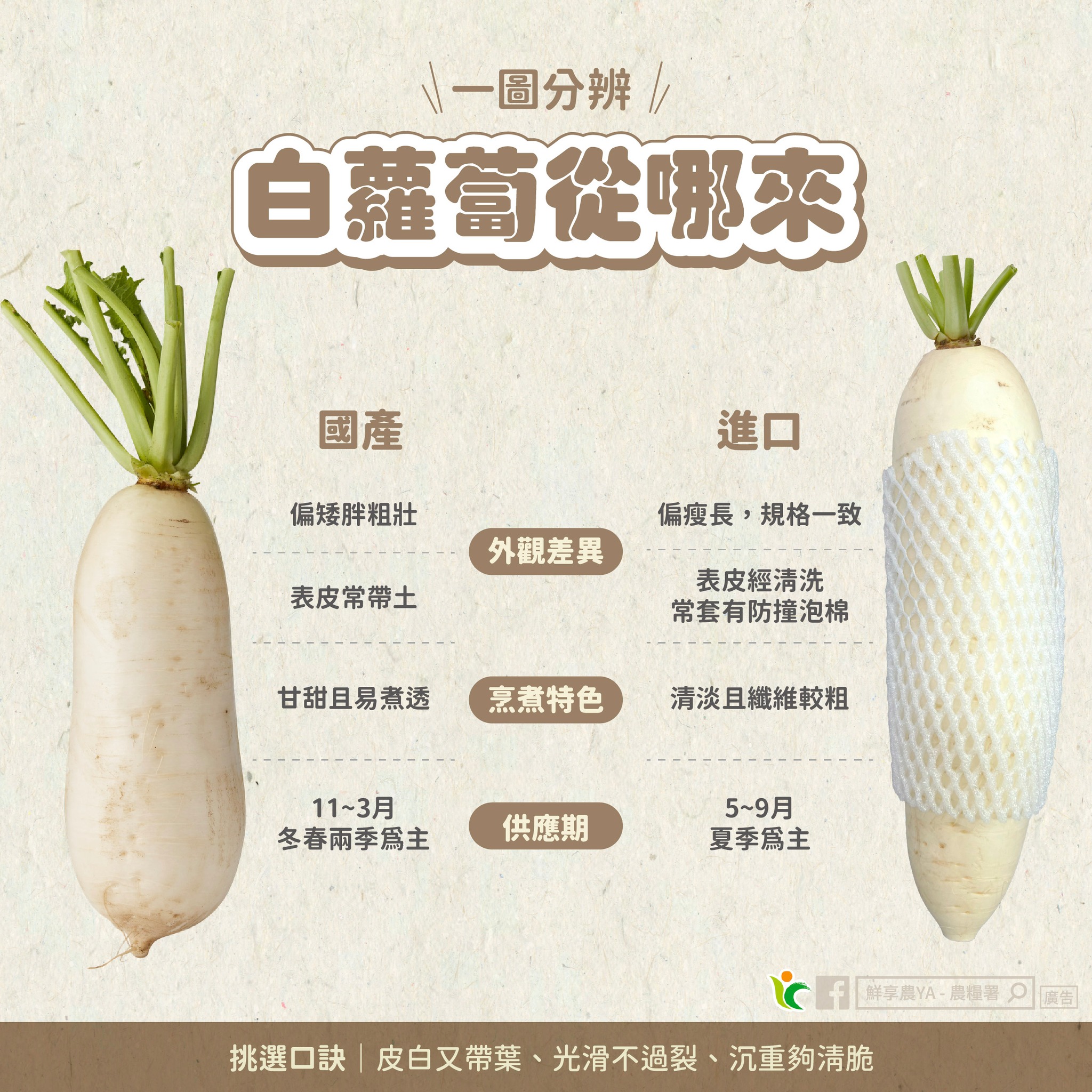 一張圖教你分辨～「白蘿蔔」從哪裡來