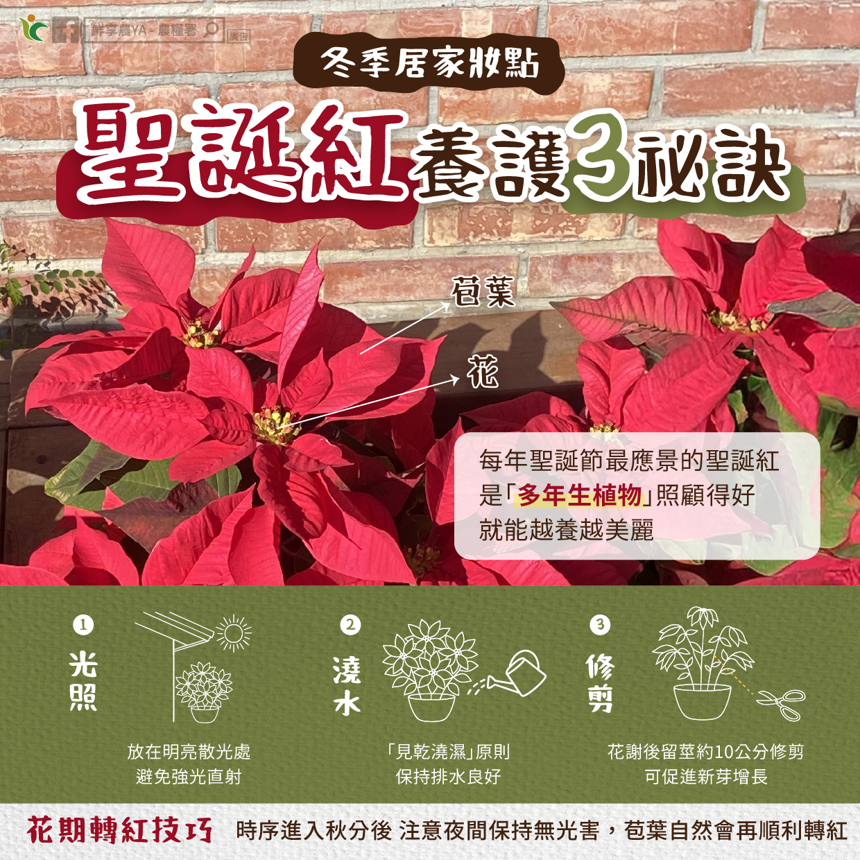 冬季居家妝點 聖誕紅養護3秘訣