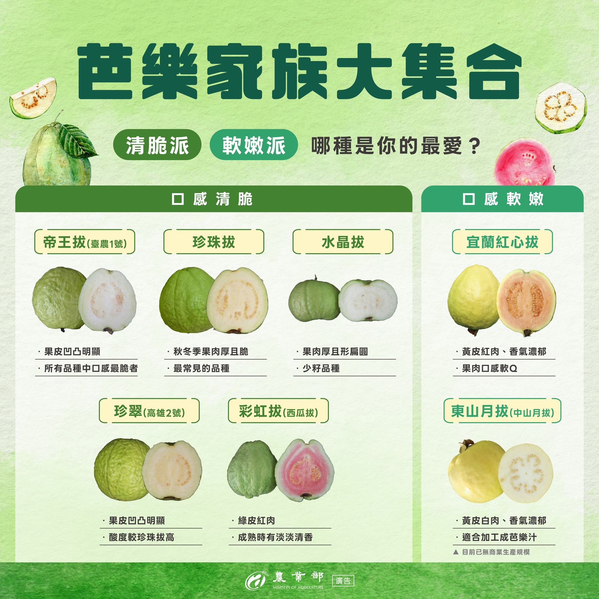 「吃軟」還是「吃硬」?芭樂品種這麼多,你喜歡哪一種呢?