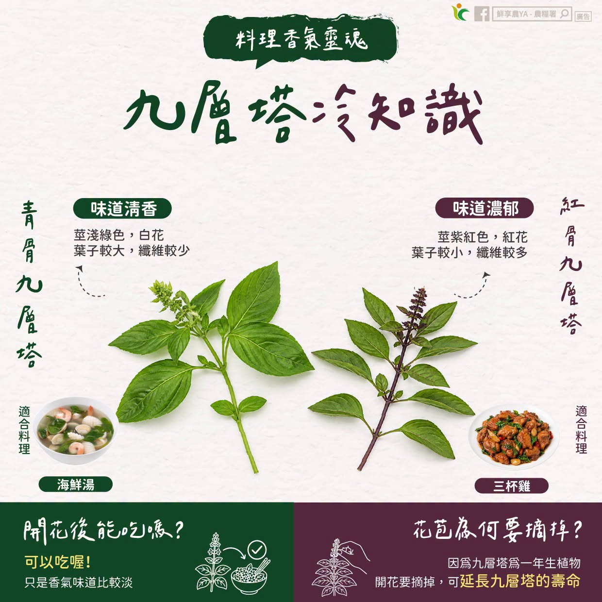 料理香氣的靈魂~九層塔冷知識