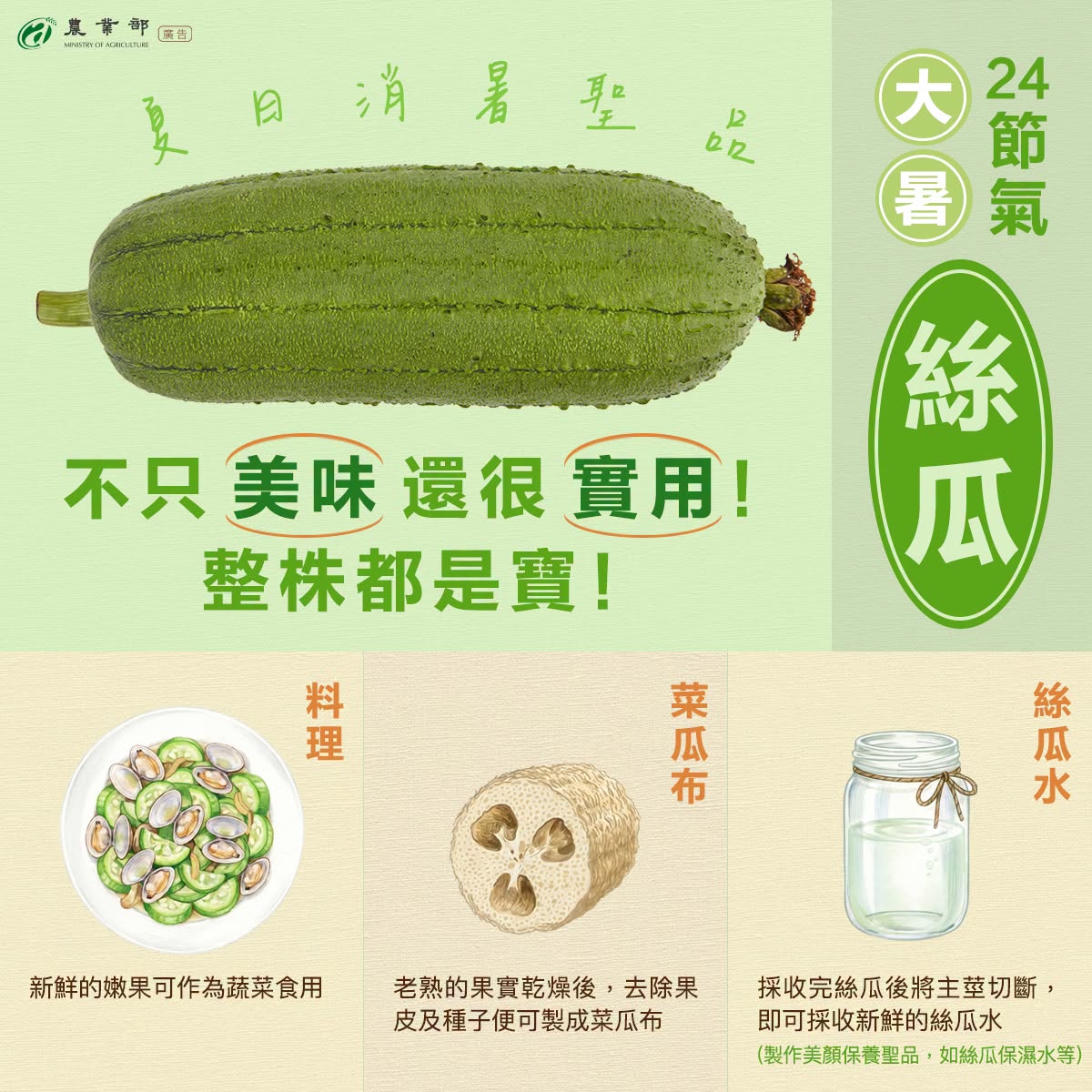 大暑消暑神物：絲瓜整株都是寶