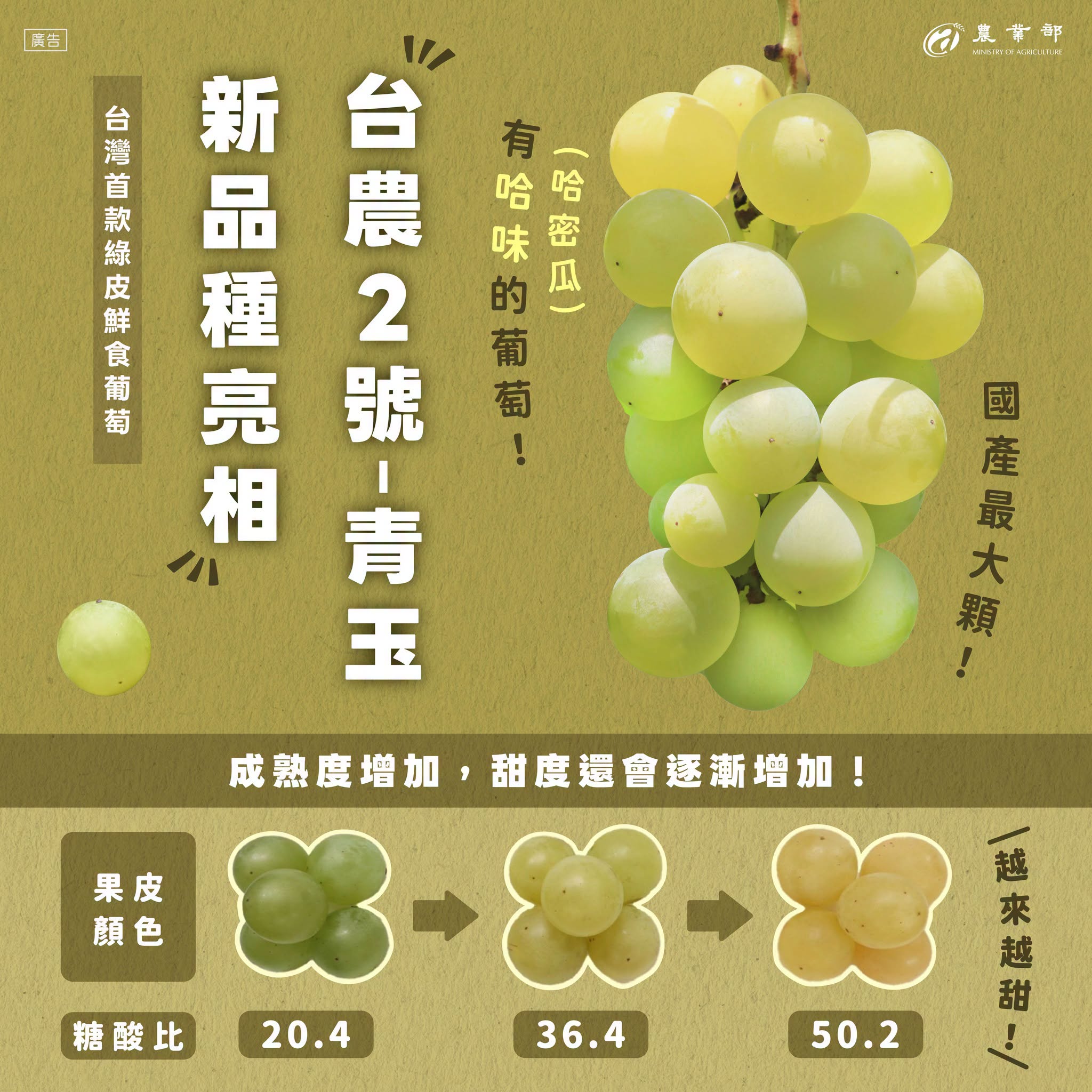 有「哈味」的葡萄?台農2號「青玉」新品種亮相!