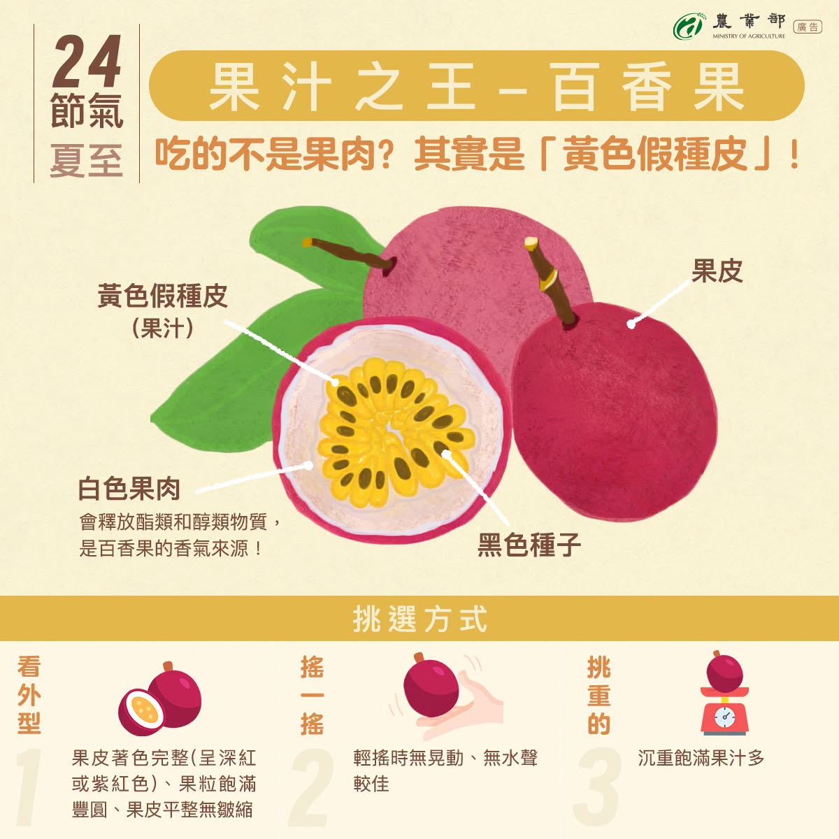 夏至一到，陽光漸盛、暑氣漸濃，正是適合品嘗百香果的季節！ 觀看次數:2574 夏至一到，陽光漸盛、暑氣漸濃，正是適合品嘗百香果的季節！  你知道嗎？我們平常吃的，其實不是百香果的果肉，而是包覆在黑色種子外層、金黃色的「假種皮」！  許多人以為切開百香果後，那一顆顆金黃色、充滿果汁的部分就是果肉，其實它是包覆在種子外的假種皮，也是百香果酸甜風味的主要來源。  而外圍白色的果肉則會釋放酯類、醇類等芳香物質，形成百香果獨特濃郁的香氣，讓人一打開果實就聞到滿滿果香。  想挑選香甜又多汁的百香果，其實也有幾個簡單的方法：建議選擇果皮呈深紅色或紫紅色、外觀飽滿完整、果皮平整無明顯皺縮的果實；輕輕搖晃時沒有晃動感或水聲，代表果肉飽滿；拿起來沉甸甸的，通常果汁也會更加豐富。  夏至正值百香果盛產期，不妨把握當季品嚐臺灣在地百香果，從認識這顆水果的小祕密開始，享受酸甜濃郁的夏日滋味！