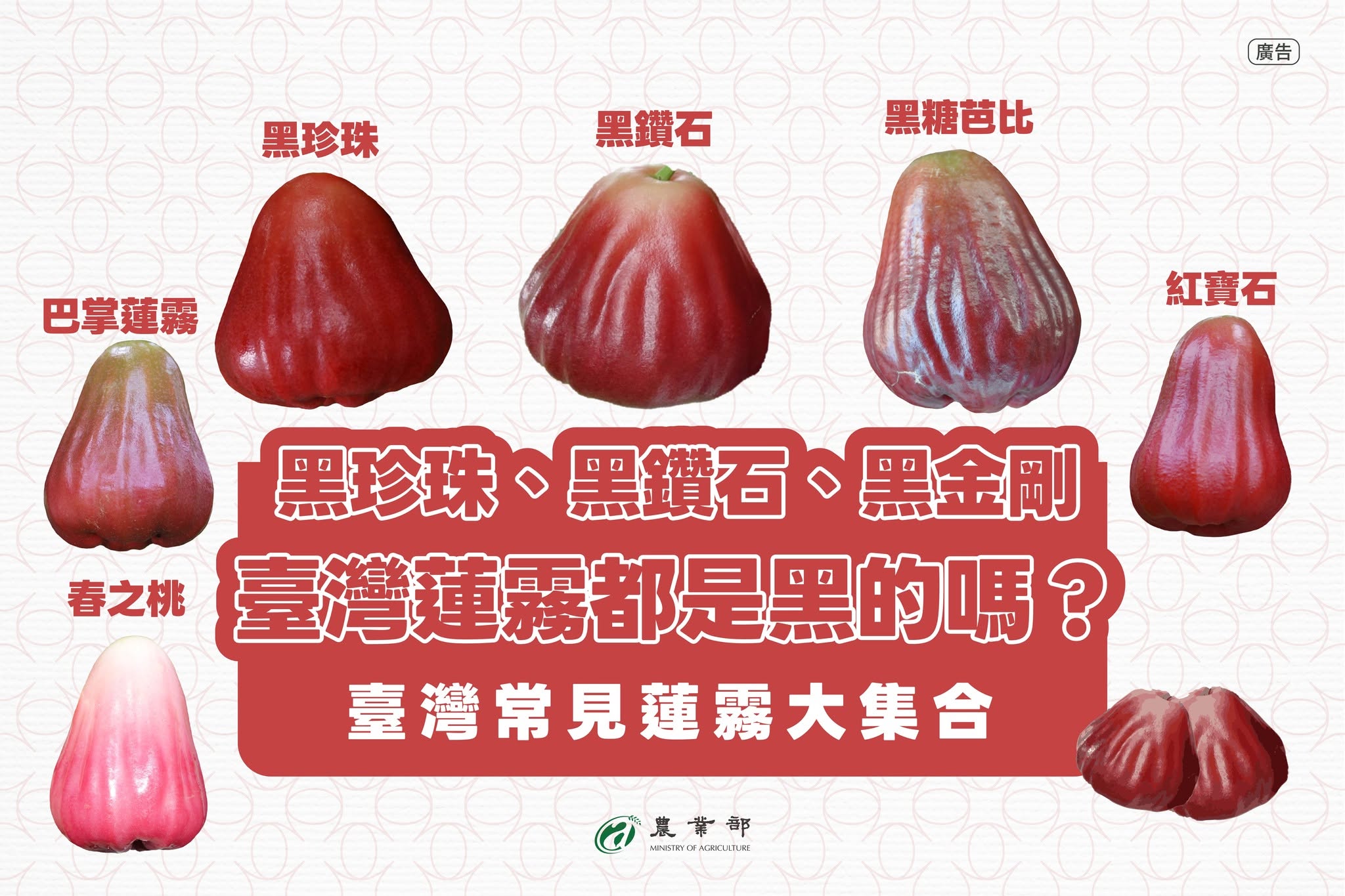 台灣常見蓮霧大集合！1
