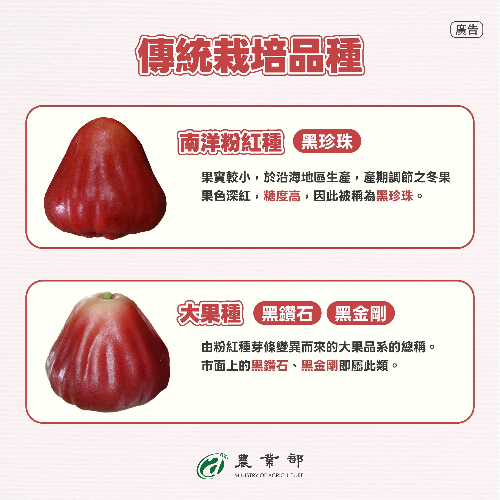 台灣常見蓮霧大集合！2