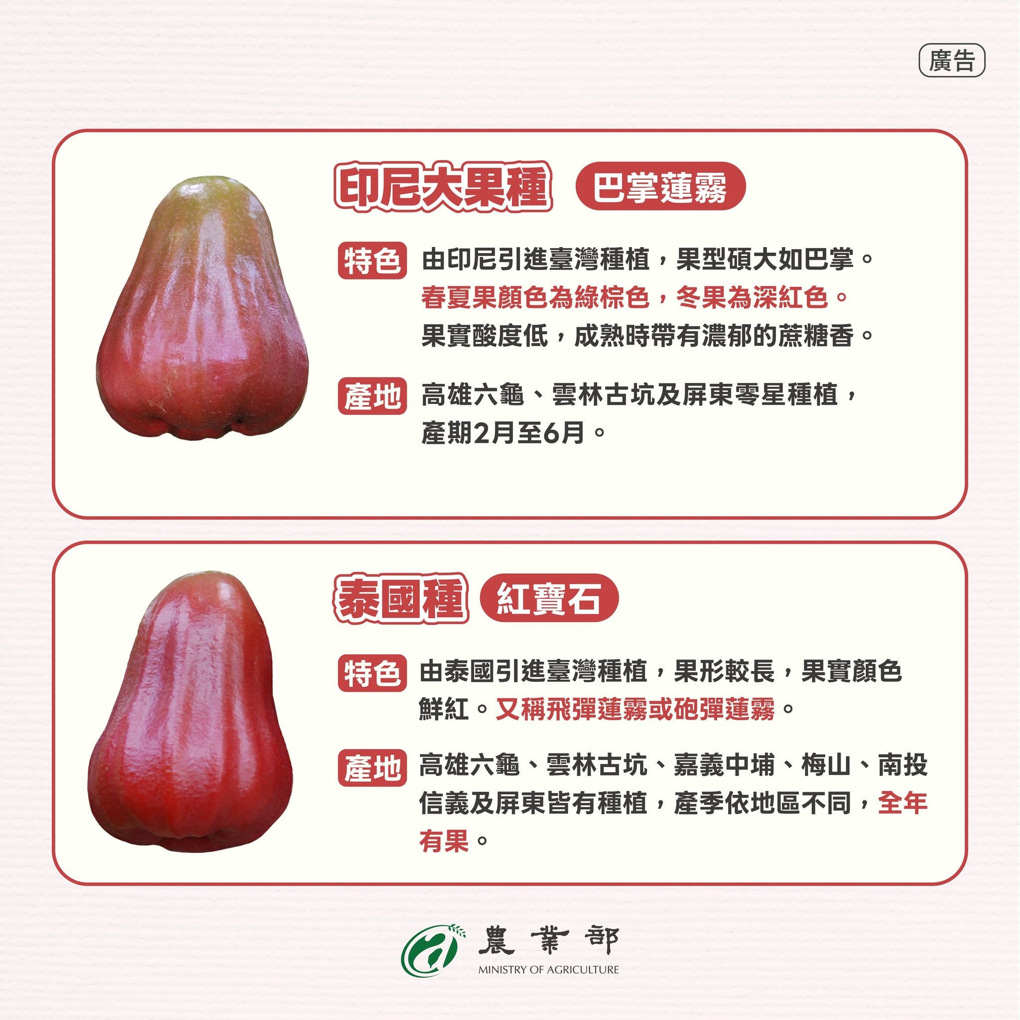 台灣常見蓮霧大集合！3
