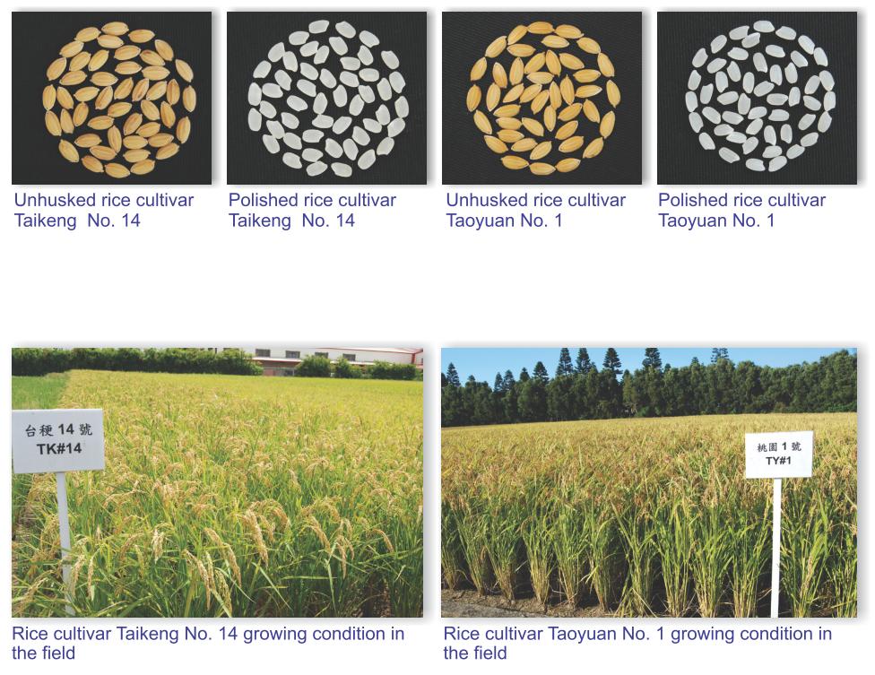 Unhusked Rice Cultivars Taikeng No.14,Taikeng No.1,Polished Rice Cultivars Taoyuan No.14,Taoyuan No.1 and Rice cultivar Taikeng No.14,Taoyuan No.1 growing condition in the field.