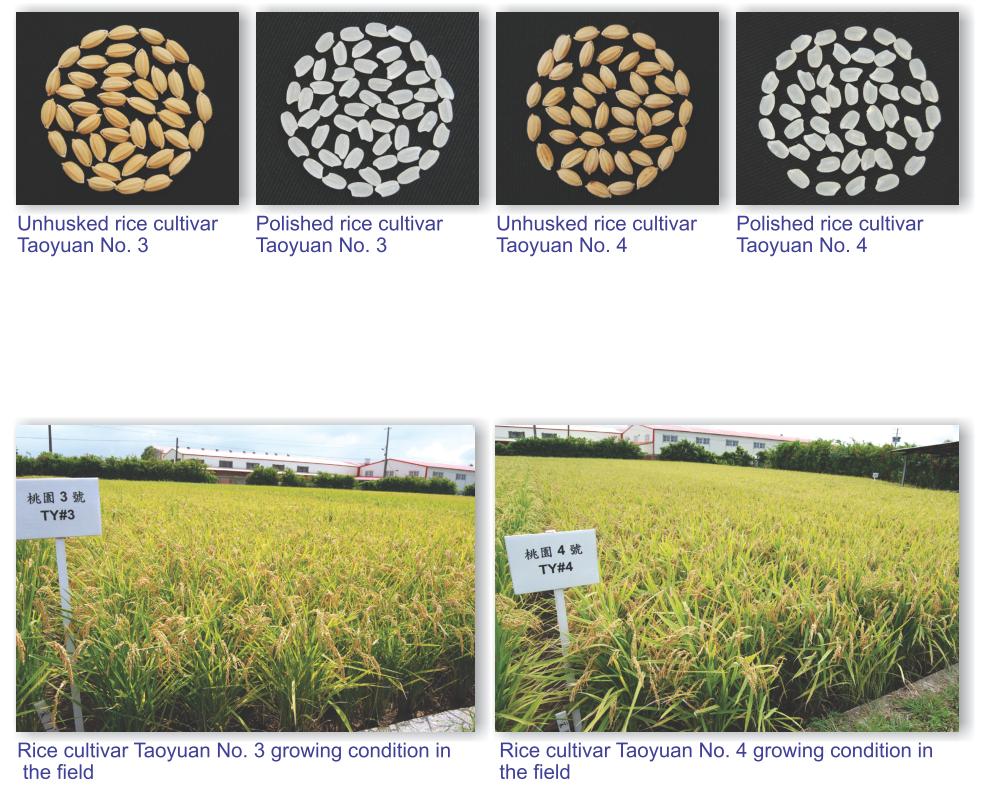 Unhusked Rice Cultivars taoyuan No.3,taoyuan No.4,Polished Rice Cultivars taoyuan No.3,taoyuan No.4 and Rice cultivar taoyuan No.3,taoyuan No.4 growing condition in the field.