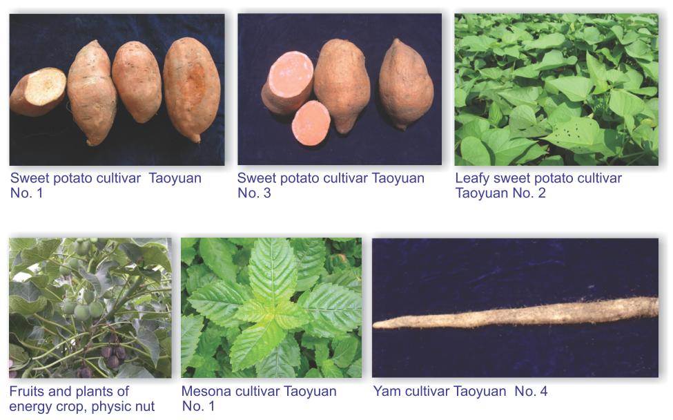 Sweet potato cultivar Taoyuan No. 1,Sweet potato cultivar Taoyuan No.3,Leafy sweet potato Taoyuan No.2, Fruits and plants of energy crop.physic nut, Mesona cultivar Taoyuan No.1 and Yam cultivar Taoyuan No.4.
