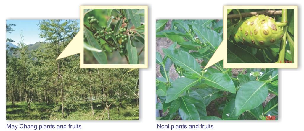 May chang plants and fruits and Noni plants and fruits.