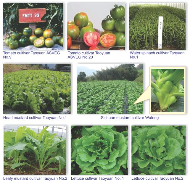 Tomato cultivar Taoyuan ASVEG No.9,Taoyuan ASVEG No.20,Water spinach cultivar Taoyuan No.1,Head mustard cultivar Taoyuan No.1, Sichuan mustard cultivar Wufong,Leafy mustard cultivar Taoyuan No.2, lettuce cultivar Taoyuan No.1 and No.2.