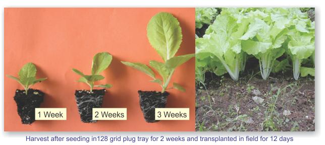 Harvest after seeding in 128 grid plug tray for 2 weeks and transplanted in field for 12 days.