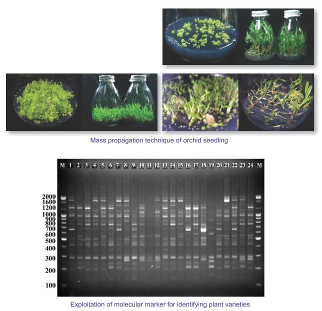 Mass propagation technique of orchid seeding and Exploitation of molecular marker for identifying plant varieties.