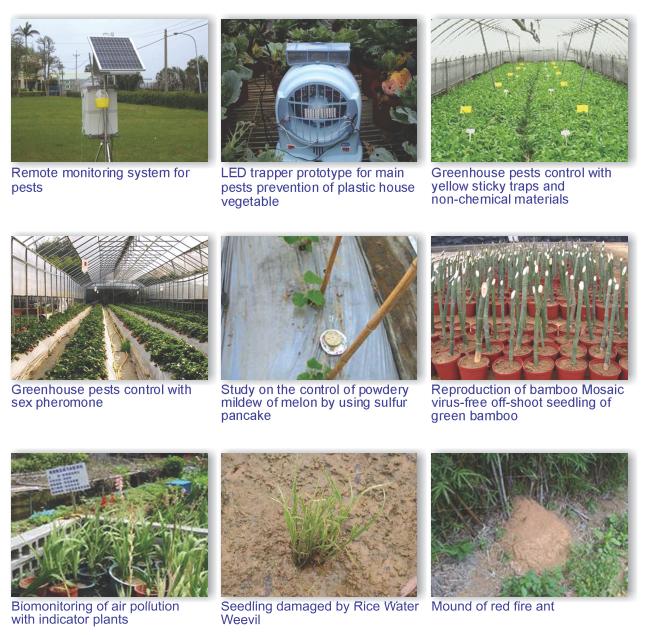 Remote monitoring system for pests,Led trapper prototype for main pests prevention of plastic house vegetable,greenhouse pests control with yellow sticky traps and non-chemical materials,greenhouse pests control with sex pheromone,study on the control of powdery mildew of melon by using sulfur pancake, reproduction of bamboo mosaic virus-free off-shoot seeding of green bamboo, biomonitoring of air pollution with indicator plants, seeding damaged by rice water weevil and mound of red fire ant.