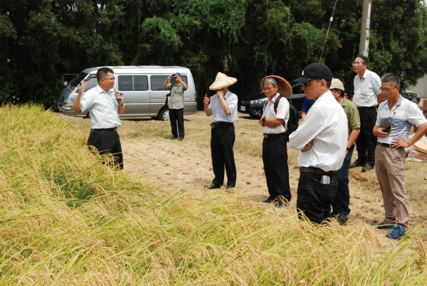 簡副研究員禎佑於田間解說桃園5 號之生 育特性