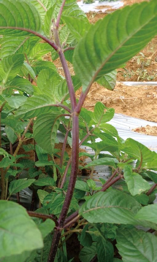 仙草品種桃園2 號莖呈紫色