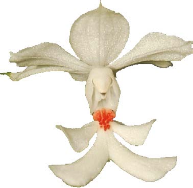 白鶴蘭花梗與花朵特性