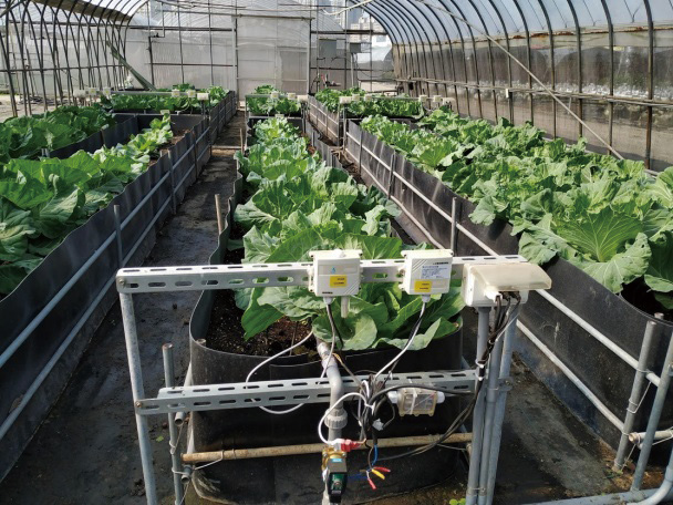 環境傳感器及控制器應用於設施蔬菜灌溉