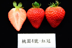 草莓桃園4號-紅冠品種