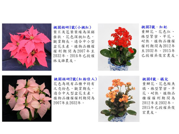 聖誕紅與長壽花新品種