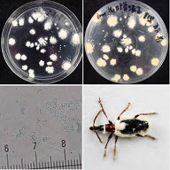 蟲生真菌對甘藷蟻象之生物防治技術開發與應用