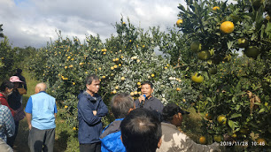 北部地區柑桔農藥減量安全生產模組建構與應用