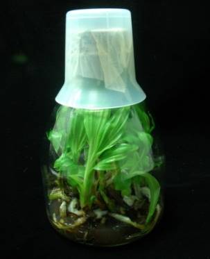 白鶴蘭種苗繁殖技術