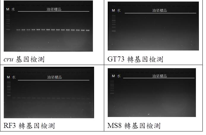 油菜基改作物檢測