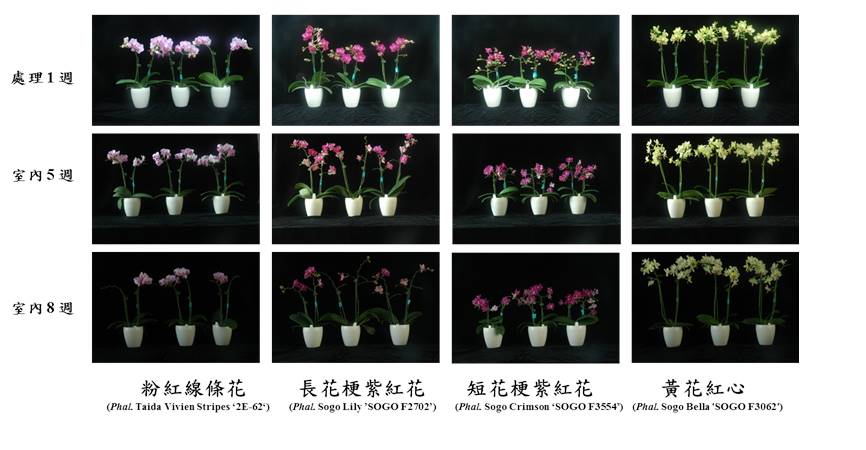 室內盆栽蝴蝶蘭觀賞品質研究