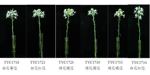 白鶴蘭切花新品系