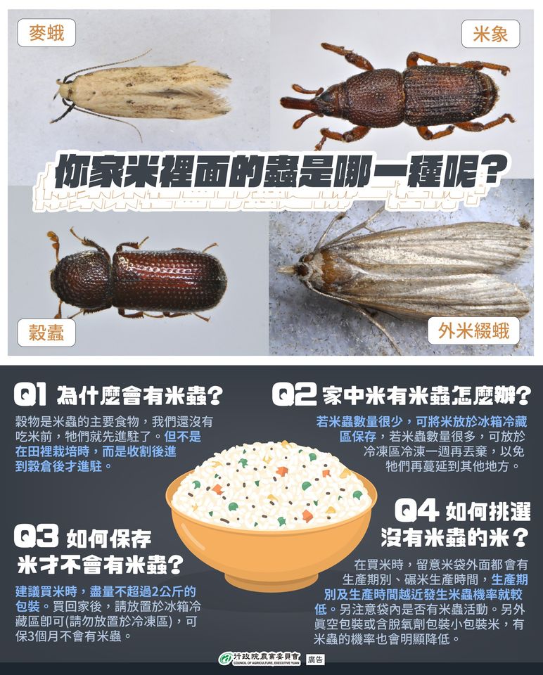 臺灣常見米蟲