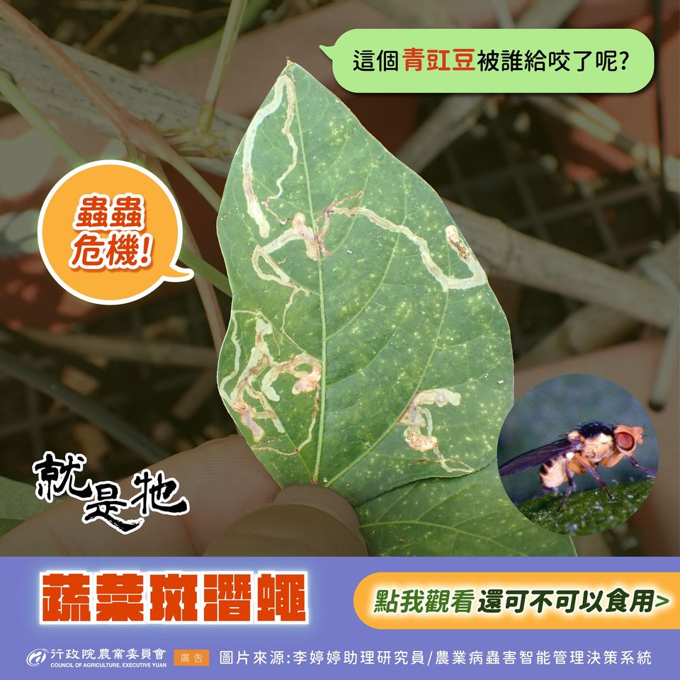 5大常見植物害蟲-1