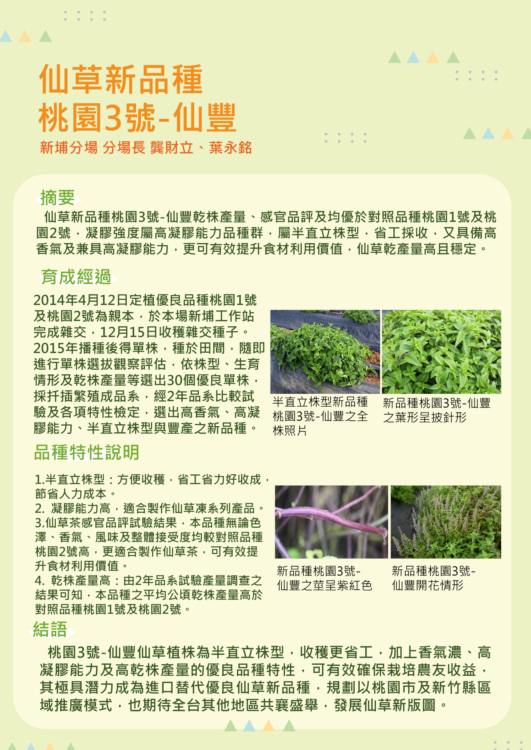 仙草新品種桃園3號-仙豐