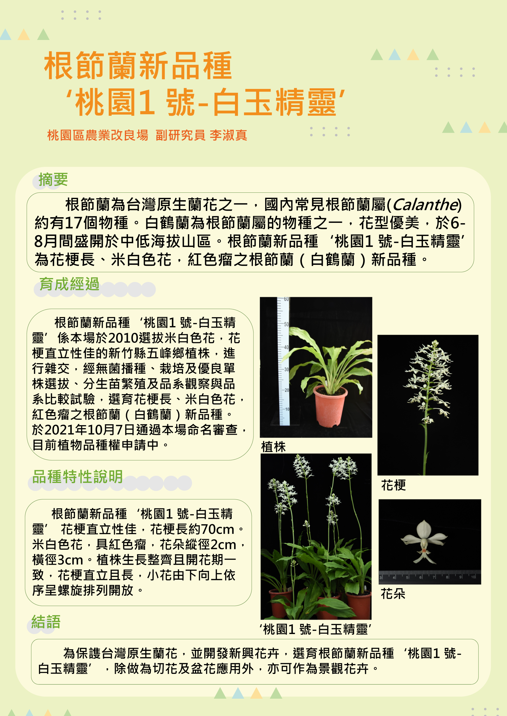 根節蘭新品種"桃園1 號-白玉精靈"